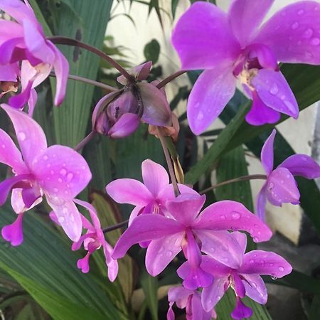 Homestay Vuon Nhan بلايكو المظهر الخارجي الصورة