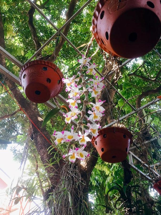 Homestay Vuon Nhan بلايكو المظهر الخارجي الصورة