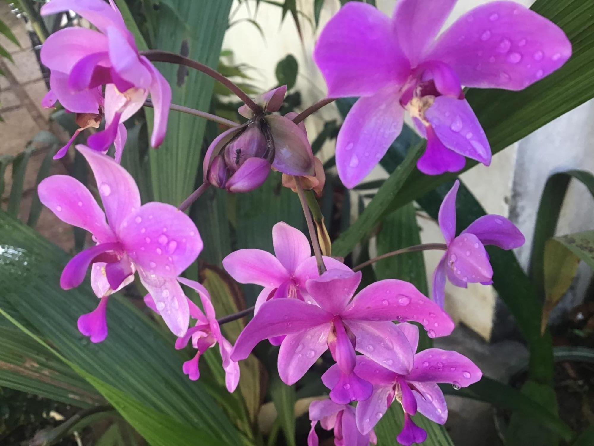 Homestay Vuon Nhan بلايكو المظهر الخارجي الصورة